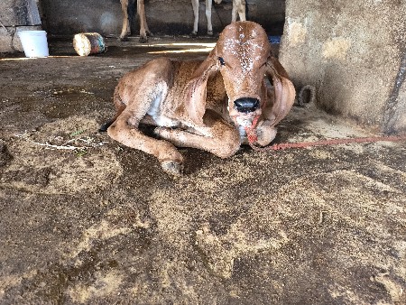 પાંચ દિવસની વયાણી છે
