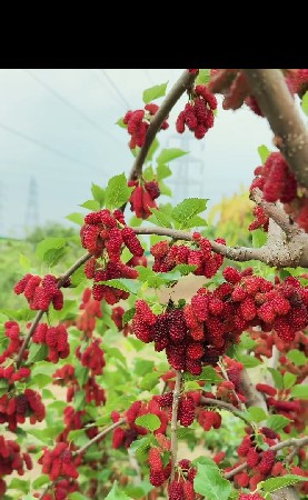 શેતુર ના છોડ જોવે છે