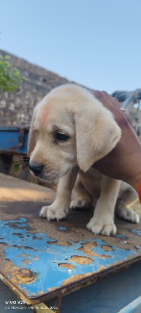 lebra dog