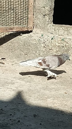 ફૂલ ગુલામ જોટો છે