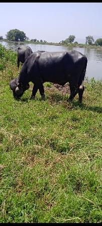 પાડો વેચવા નો છે