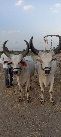 બળદ વેચવાના છે