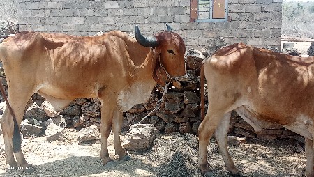 ગોઢલા વેચવાના છે