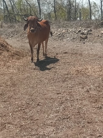 બળદ વેચવાનો છે