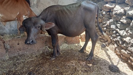 પાડો