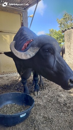 bhesh vechvani chhe