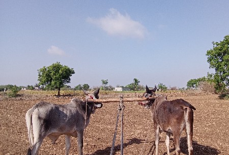 ચાર ચાર દાતૈ