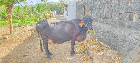 ગાય