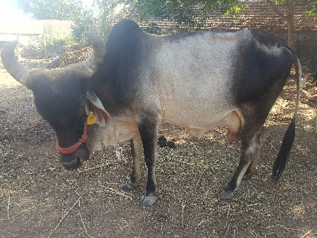 ગાય વેચવાની છે