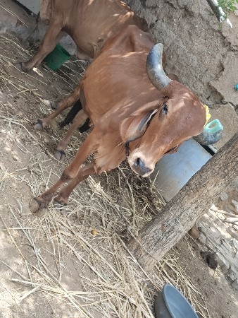 ગાય