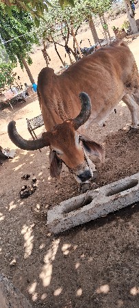 બડદ