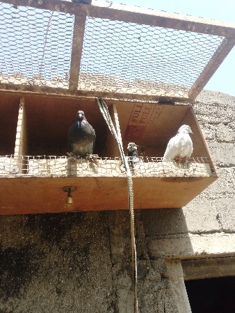 કબૂતર વેચવાના છે