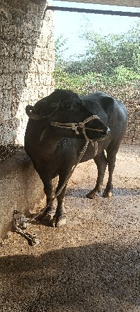 ભેસ