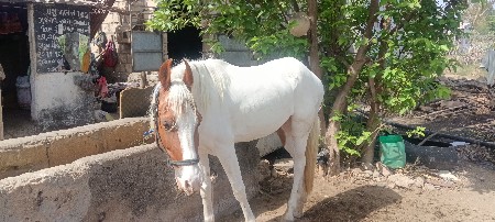 ઘોડી લાલ બાવરી