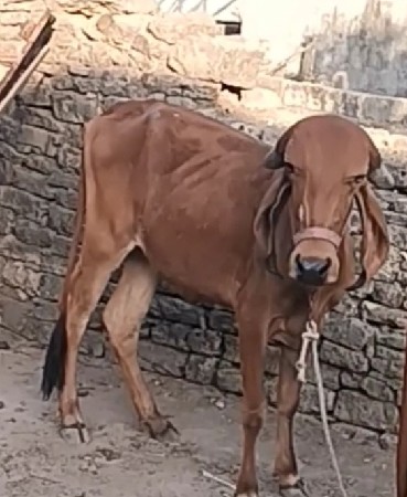 gir vasdi shame dog joye se