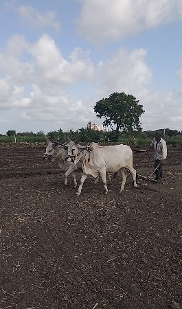 વઢીયારા વાછડા