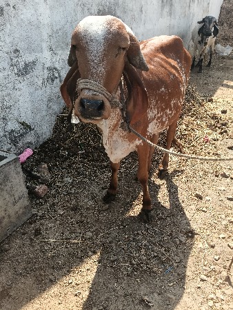 હોળકી  વેચવાની છે ૩ વરસ ની