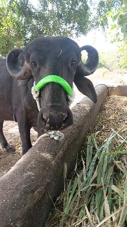 પેલુ વેતર...