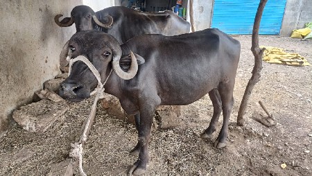 7436061999 राम कारावदरा