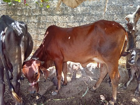 દેસી ગાય વેચવાની