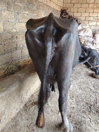 ભેંસ વેચવાની છે
