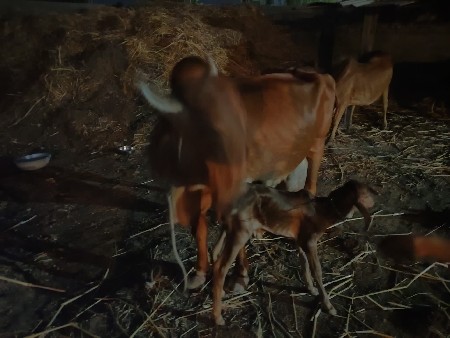 ગાય વેચવાની છે