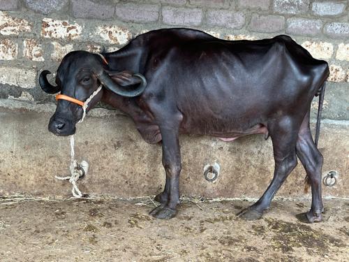 7..મહિના ની ગાભણી
