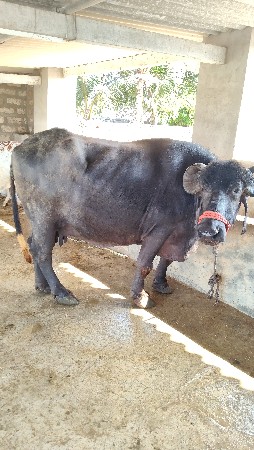 ત્રીજા વેતર માં સે