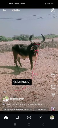 પીપરી
