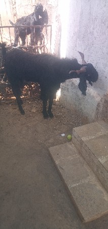 બકરો વેચવાનો છે