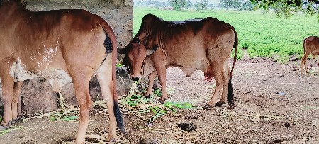 ગીર કુંઢિ ગાય