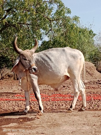 દાતૅ પુરા