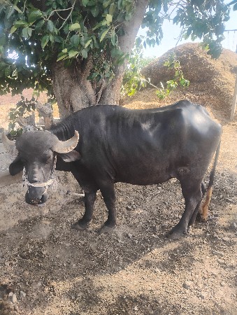 ખડેલી વેચવાની છે