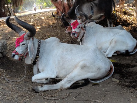 બળદ વેચવાના છે
