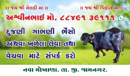ભેંસો ની લે વેચ માટે મળો