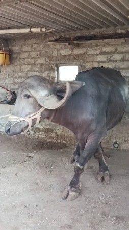 ભેંશ વેચવાની છે