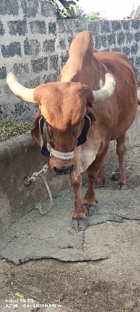 ગાય વેચવાની છે.