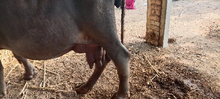 ભેંસ વેસવા ની છે