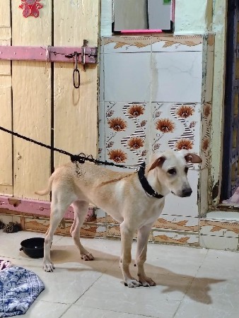 female વેચવા ની છે