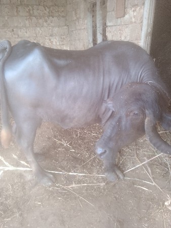 ભેંસ વેચવાની છે