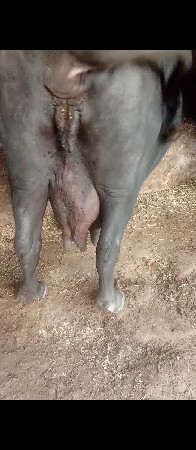 ભૈસ વેચવાની છે