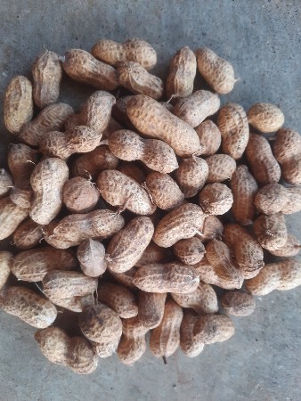 ગિરનાર  4
 GJG     32