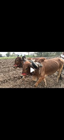 બળદ બેસવાના સે