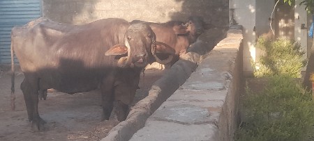 ભેંસ વેચવાની છે