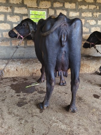 ભેંસ વેચવાની છે
