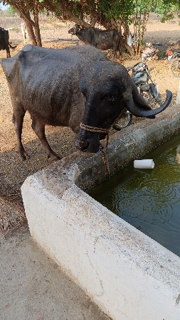 ભેંસ વેચવાની છે