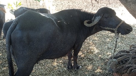 ભેંસ વેચવાની છે