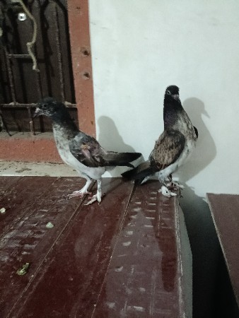 બે જોડી કબુતર છે