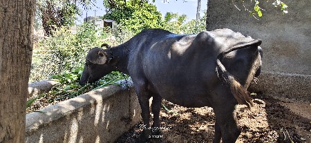 ભેંસ વેસવાની છે