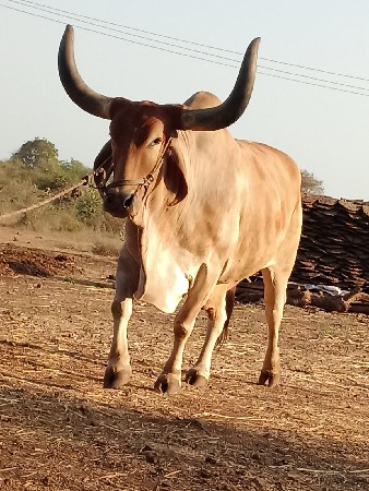 આ બરધ વેશવાનોછે
